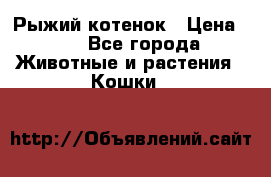 Рыжий котенок › Цена ­ 1 - Все города Животные и растения » Кошки   